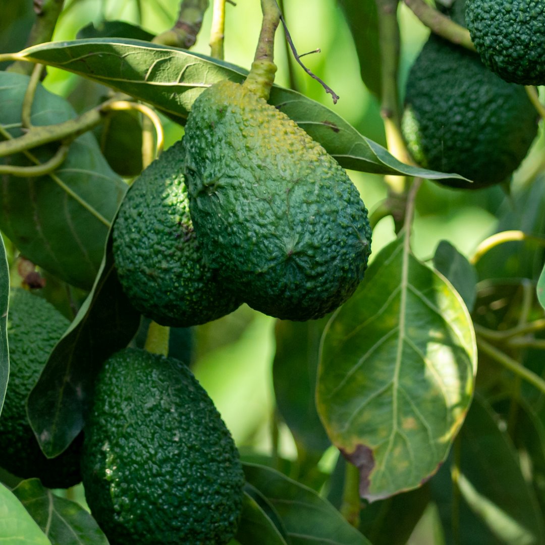 VITAMIN E HYBRID SERUM - SPOTS, DARK CIRCLES & WRINKLES - MOROCCAN BEAUTY™